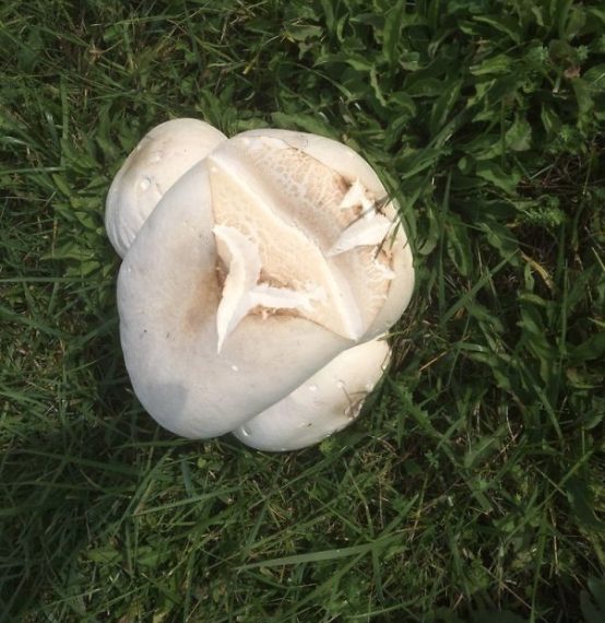 Questo carinissimo fungo ricorda un pop-corn. https://imgur.com/Cm79Q9p