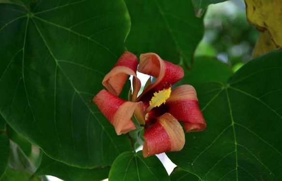 I petali del fiore sembrano invitanti fette di bacon. https://imgur.com/iCLooTW