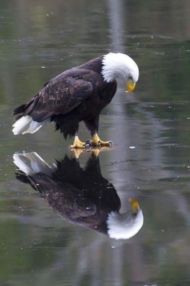 Credit: https://www.reddit.com/r/pics/comments/42c69b/amazing_photo_of_eagle_standing_on_ice/