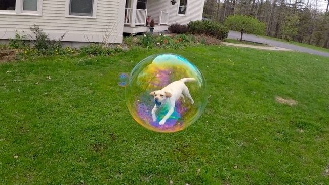 Credit: https://www.reddit.com/r/pics/comments/38d5rt/this_freezeframe_trapped_my_dog_in_a_bubble_xpost/