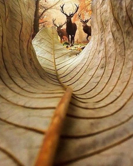 Credit: https://www.reddit.com/r/pics/comments/3tpzqc/deer_from_the_perspective_of_the_leaf/
