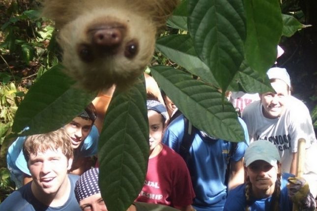 Photobombing perfetto di un bradipo