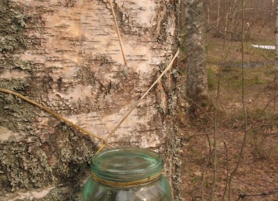 Extraction of birch sap