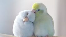 "Ho documentato la storia d'amore tra i miei pappagalli e il risultato vi scioglierà il cuore"