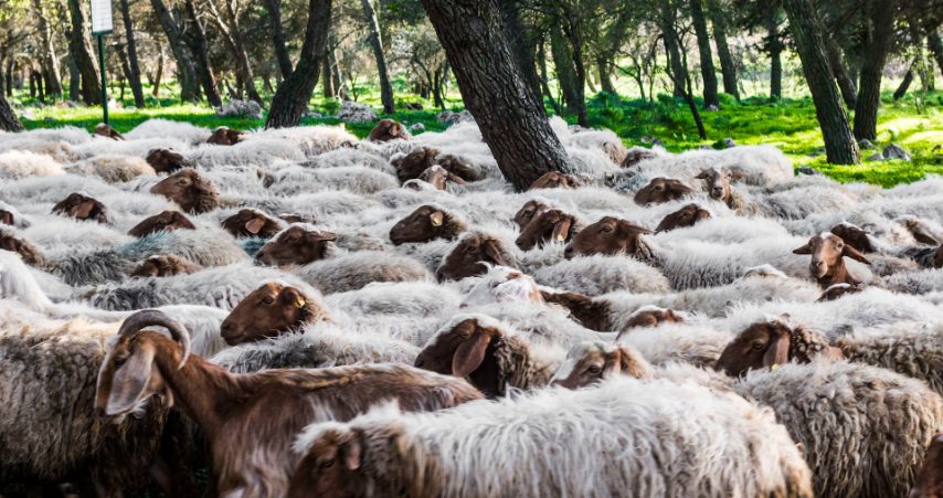 DI ERNESTO D'ADDARIO