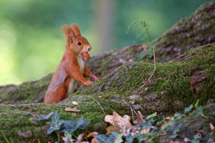 DI SAMUELE PARENTELLA