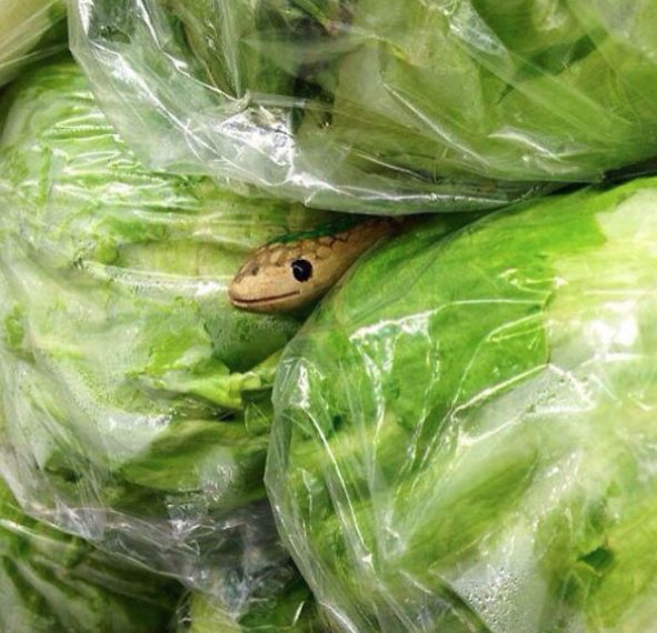 Mettere un serpente finto tra l'insalata.
