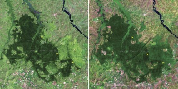 Foresta Mabira, Uganda 2001 - 2006