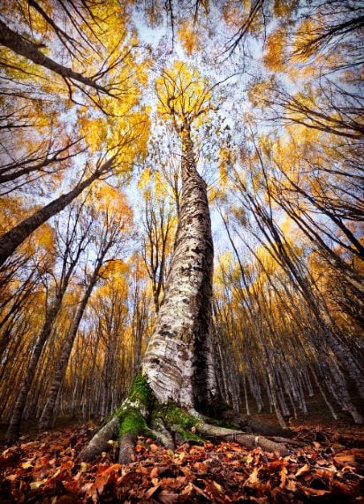 Di De Stefano Antonio