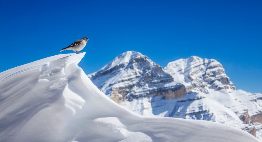 Di Sorarù Jan-Andrè