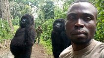 Fa un selfie all'interno del parco naturalistico: i gorilla si mettono in posa alle sue spalle