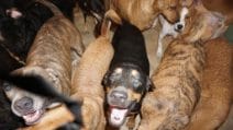 Salva 97 cani dalla furia dell'uragano Dorian: la donna li accoglie tutti i casa sua