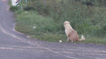 Ogni giorno il cane torna in quel preciso punto da 4 anni: il motivo vi spezzerà il cuore