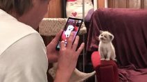 Ogni volta che il padrone prende il cellulare il piccolo si mette in posa: il gatto sorridente