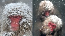 Arriva la neve: le scimmie si divertono e si tuffano in acqua