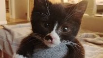 Rimasto orfano e in fin di vita viene salvato: il gattino non si separa più dai suoi soccorritori