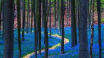 La magia della foresta blu che sembra uscita dalle fiabe: questo posto incantato esiste davvero
