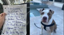 Si riunisce alla famiglia durante il coronavirus, ma non porta il cane con sé: "Prendetevi cura di lui"