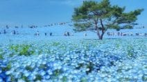 Giappone, migliaia di fiori blu fioriscono creando uno spettacolo naturale