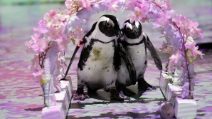 L'acquario è chiuso: due pinguini protagonisti di un video promo