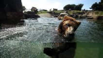 Nessuno può entrare, ma gli zoo sono pieni di animali da accudire