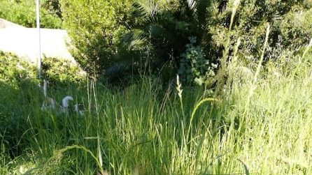 'Erba alta e forasacchi, inservibile': il Parco Viviani ha riaperto ma è come se fosse chiuso