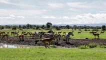 Kenya, con la scomparsa dei turisti nei safari: gli animali sono realmente liberi