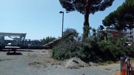 Vomero, il Comune abbatte i pini secolari di via Fontana dopo il crollo di un albero