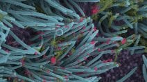Le nuove immagini delle cellule umane infettate dal coronavirus