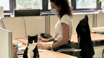 Rozzano, il Comune ospita due gattini negli uffici: "Loro compito farsi accarezzare"