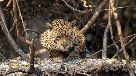 Brasile, il Pantanal in fiamme da oltre 2 mesi tra siccità e incendi dolosi