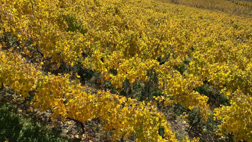 Foto di Stefano Govi