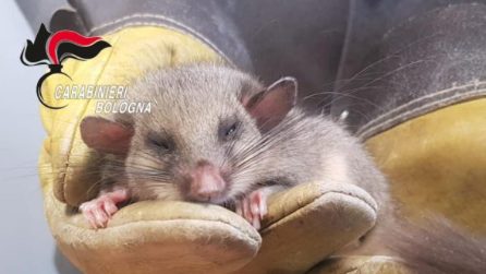 Ghiro si addormenta sull'albero e cade: viene salvato da un passante