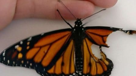 La donna aiuta la farfalla con l'ala rotta a volare per la prima volta