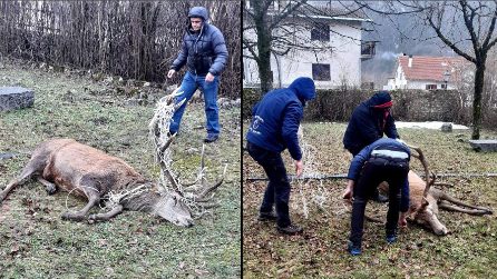 Il cervo di "Babbo Natale" torna libero: il momento in cui viene salvato