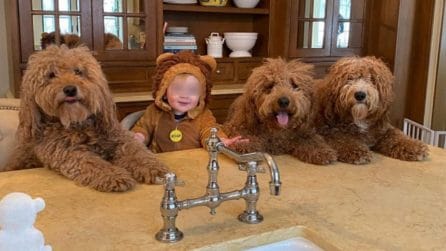 Il bimbo con i suoi tre cani, l'amicizia più tenera che esista