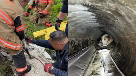 Cane sordo e ipovedente non riesce più a tornare a casa: trovato in un tubo di drenaggio