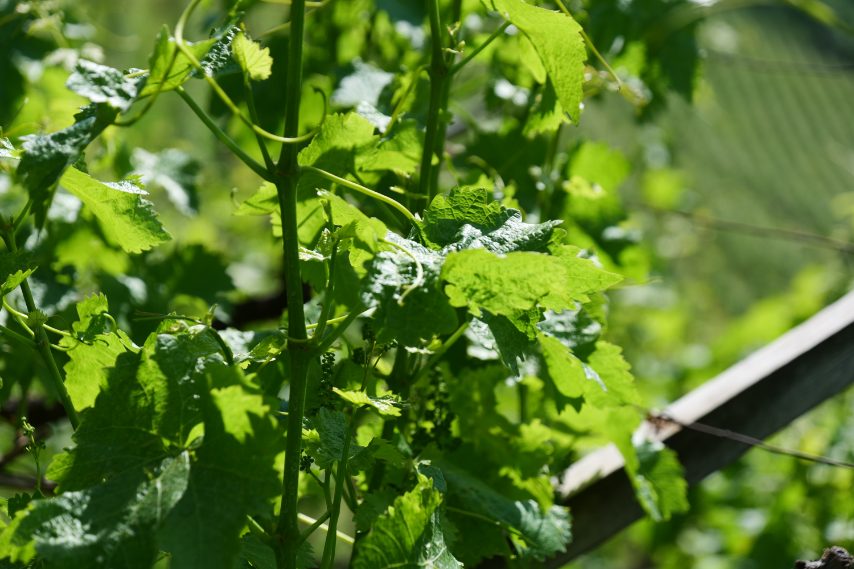Maso Gump Foto di Stefano Govi