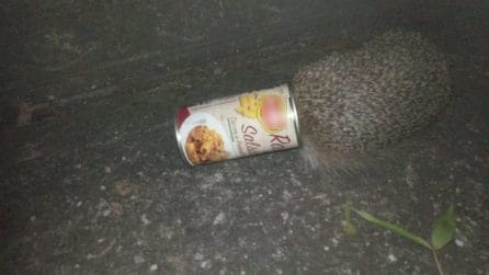 Riccio resta incastrato in una lattina, una donna gli salva la vita