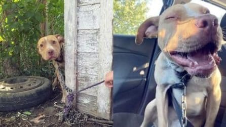 Cane incantenato non può credere di essere stato finalmente salvato