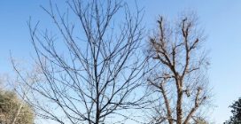 Un nuovo campo di calcio nel Real Bosco di Capodimonte a Napoli