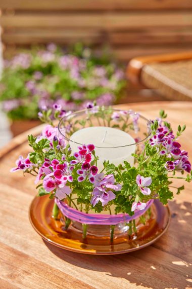 Pelargonium for Europe