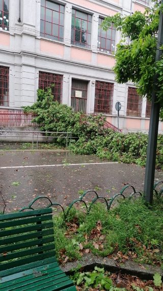 Un albero caduto davanti a una scuola elementare a Milano, in piazzale Lodi.