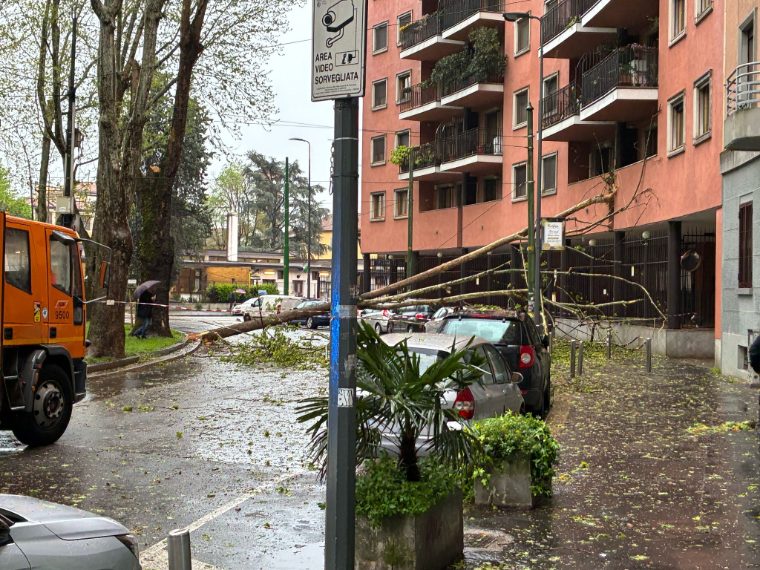 Albero caduto si ferma a pochi centimetri dalle auto nella rotonda di viale delle Rimembranze, a Lambrate (Foto: Valerio Berra)