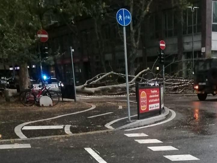 Albero caduto in viale Casiraghi, a Sesto San Giovanni.