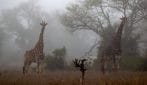 L'emozionante incontro con gli animali della savana africana, liberi e selvaggi: le splendide foto