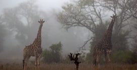 L'emozionante incontro con gli animali della savana africana, liberi e selvaggi: le splendide foto