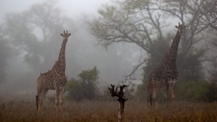 L'emozionante incontro con gli animali della savana africana, liberi e selvaggi: le splendide foto