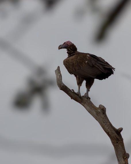 Credit: Daniela Rubino