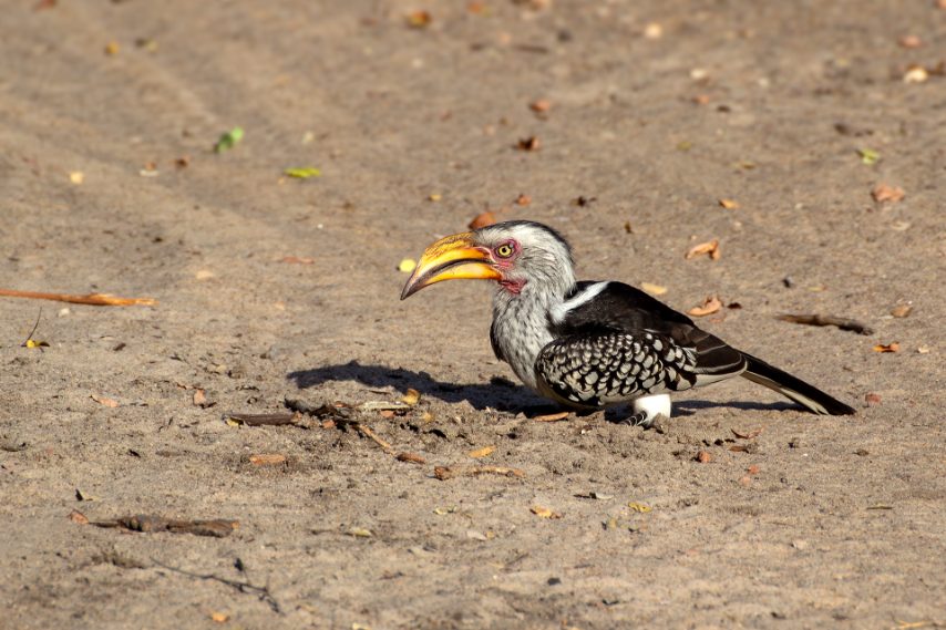 Credit: Daniela Rubino